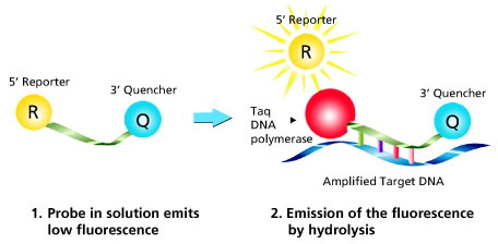 REAL TIME PCR TAQMAN ASSAY – BGENZ Official Website