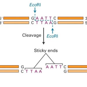 restriction enzymes